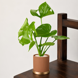 Monstera Deliciosa (Swiss Cheese Plant) in Ceramic Pot