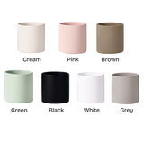 Sansevieria in Ceramic Pot