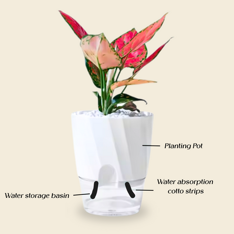 White Pot Self-watering