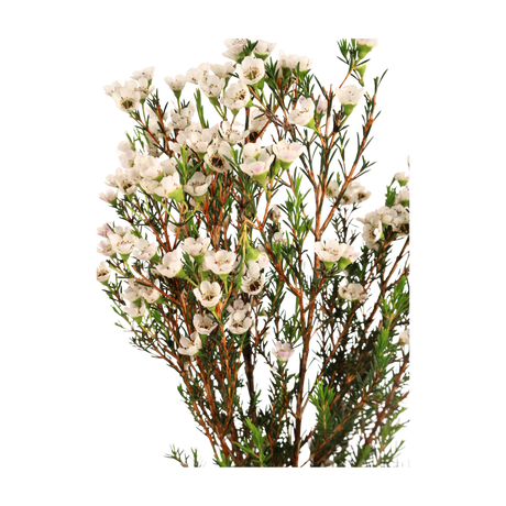 Wax Flower (China) - 10 stk