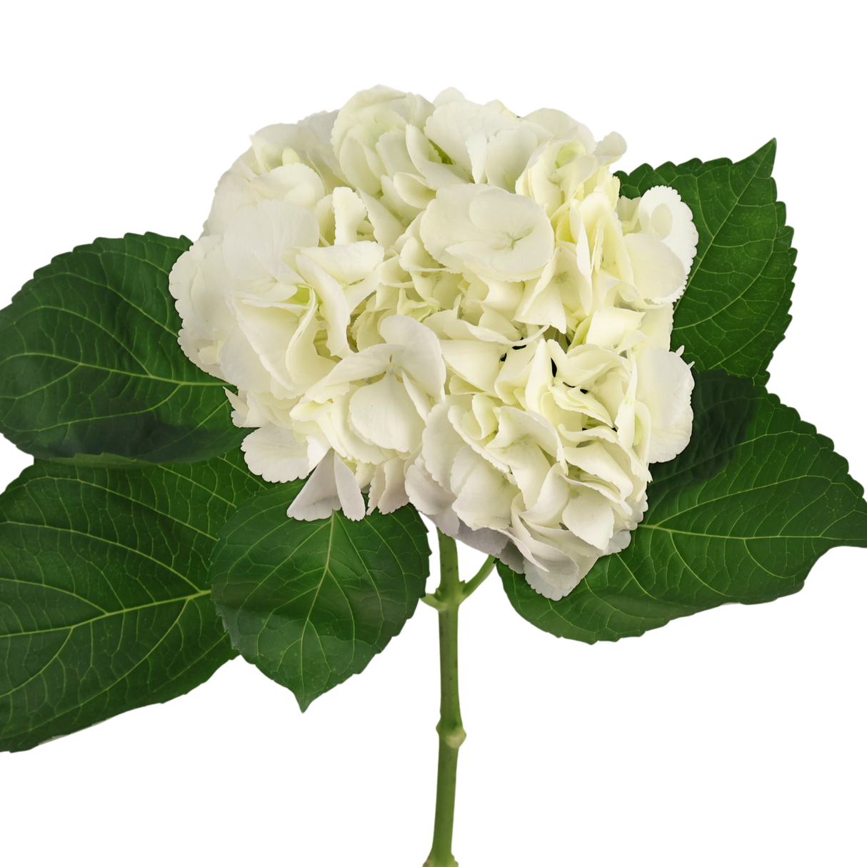 Hydrangea (Vietnam)