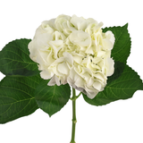 Hydrangea (Vietnam)