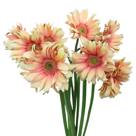 Gerbera - Spider (Malaysia)