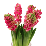 Hyacinthus (Holland)