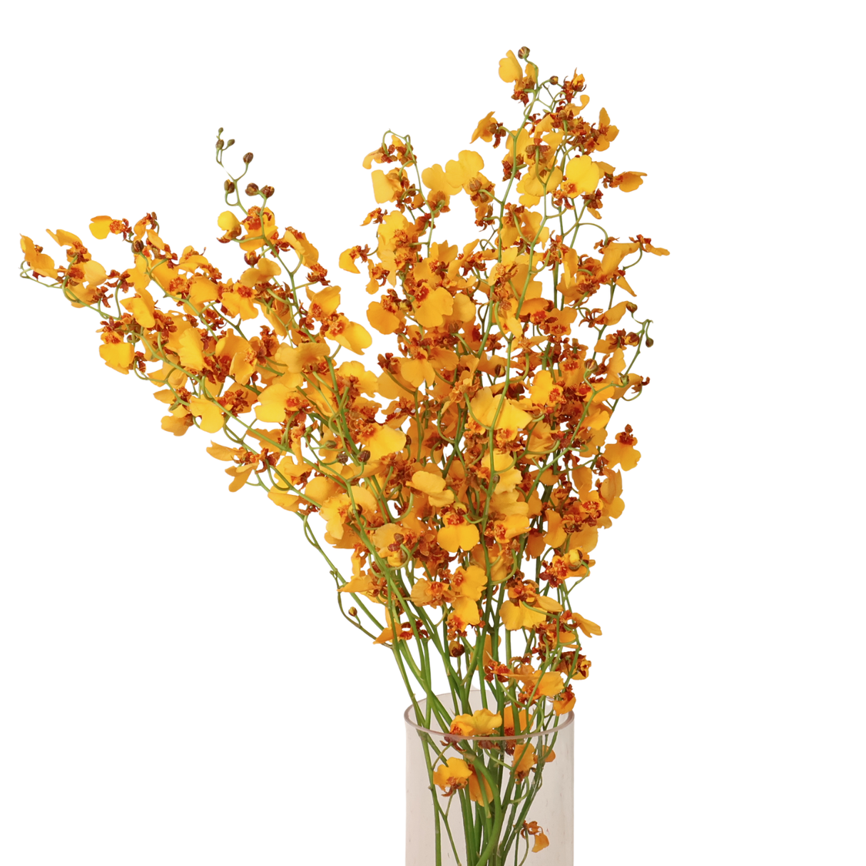 Orchid Onicidium (Taiwan)