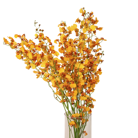 Orchid Onicidium (Taiwan)