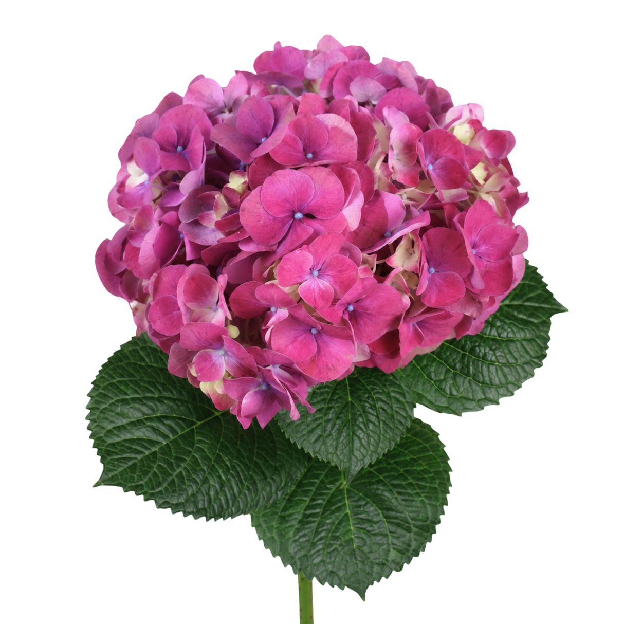 Hydrangea (Vietnam)