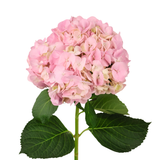 Hydrangea (Vietnam)
