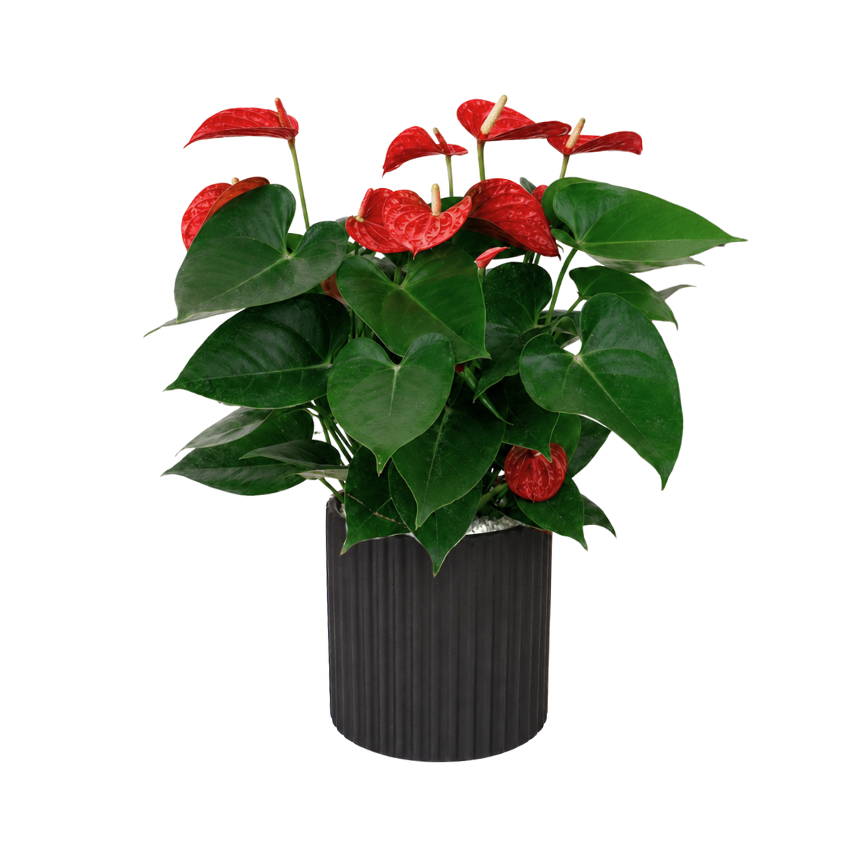 Anthurium Pink (Flamingo Flower) in Ceramic Pot