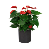 Anthurium Pink (Flamingo Flower) in Ceramic Pot