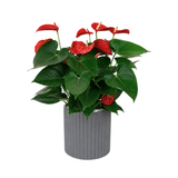 Anthurium Pink (Flamingo Flower) in Ceramic Pot