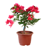 Bougainvillea Plant (叶子花)