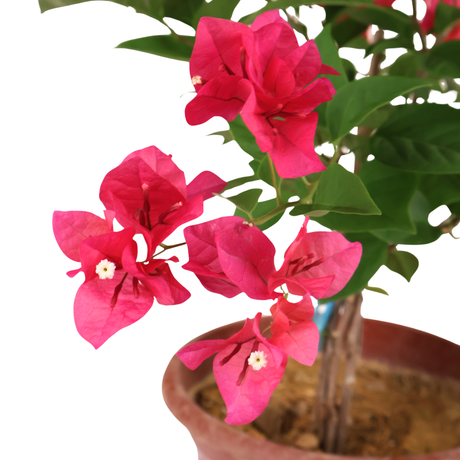 Bougainvillea Plant (叶子花)