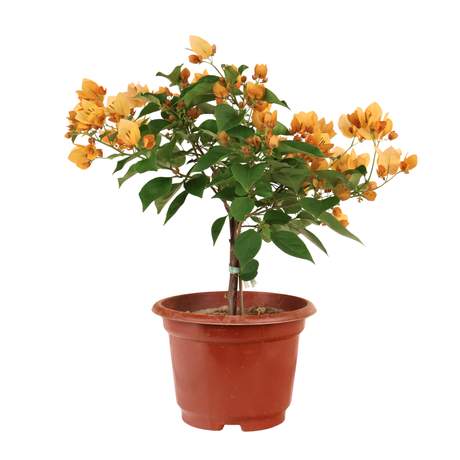 Bougainvillea Plant (叶子花)