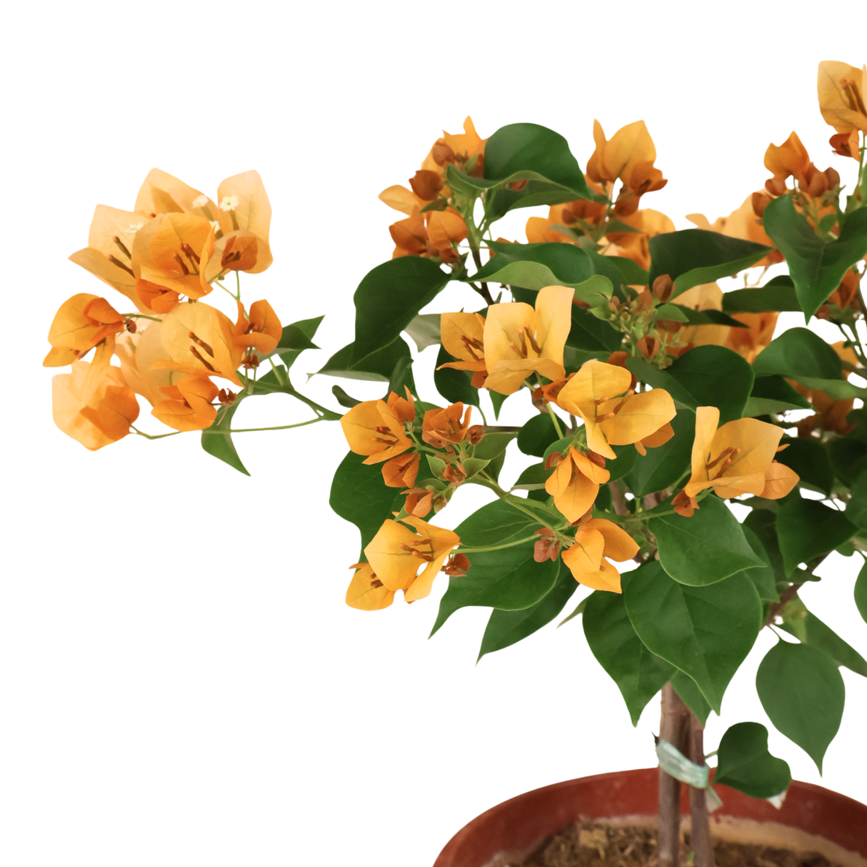 Bougainvillea Plant (叶子花)