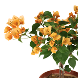 Bougainvillea Plant (叶子花)