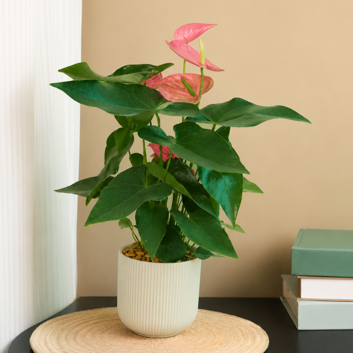 Anthurium in Ceramic Pot