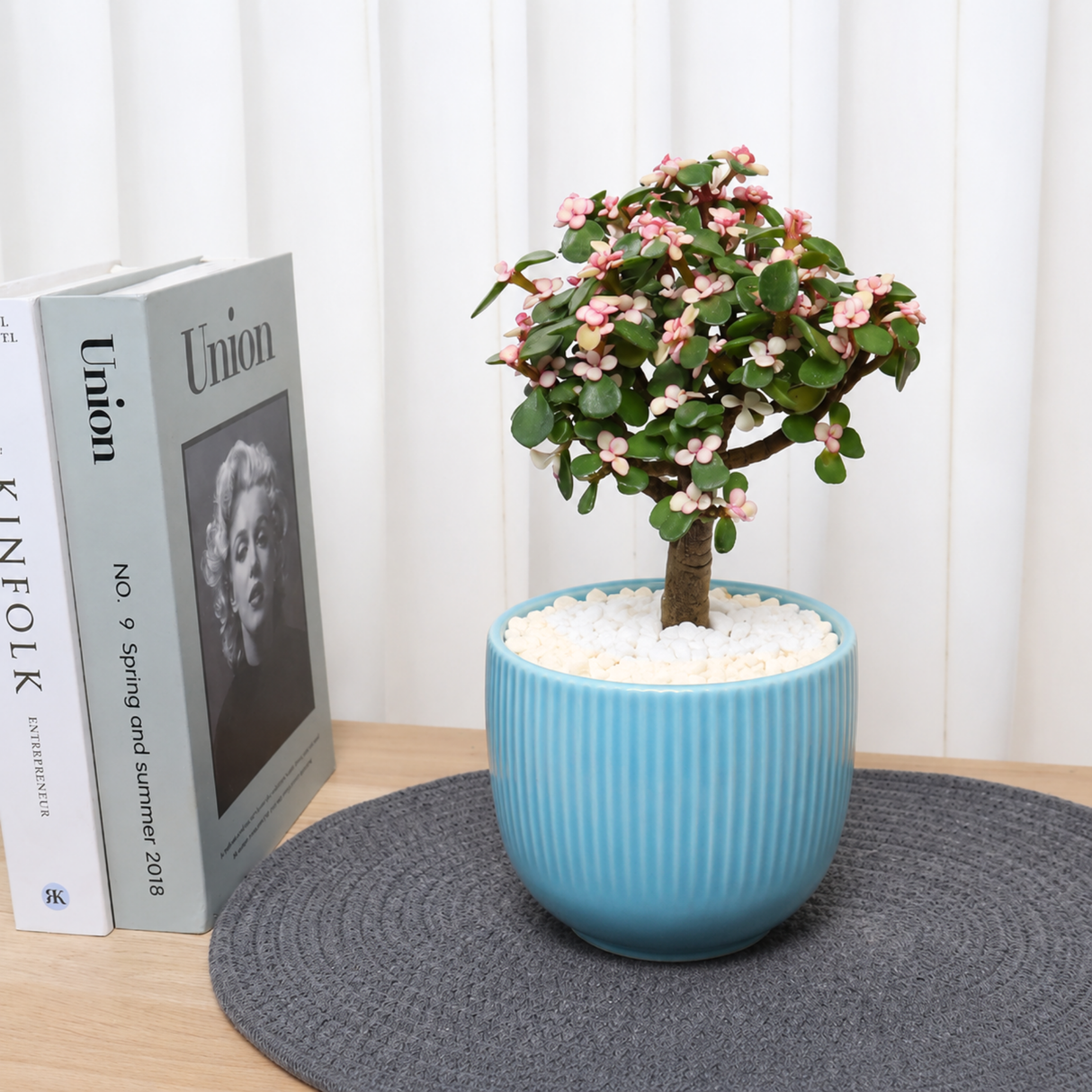 Jade Plant (Money Plant) in Ceramic Pot