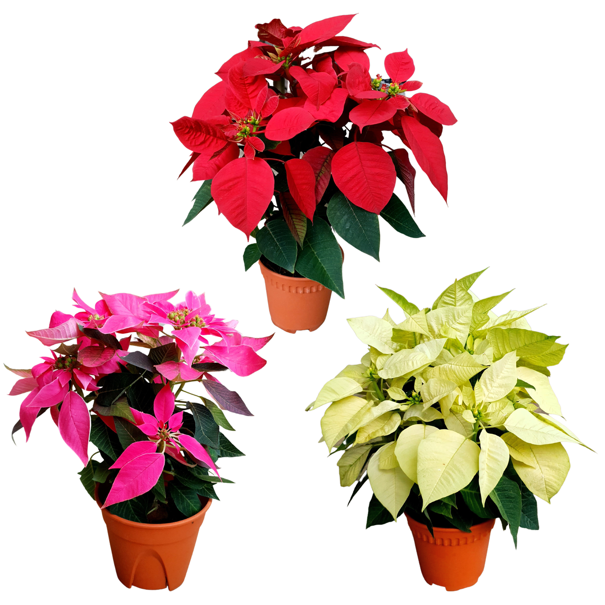Poinsettia