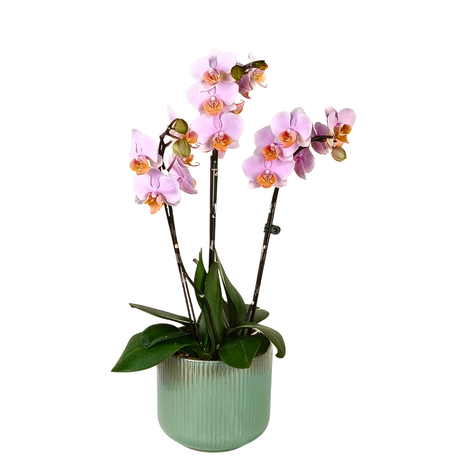Orchid Grace (3 Single Stem) - Mini Orchid Phalaenopsis
