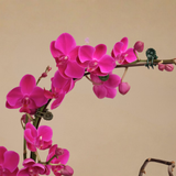 Eden Bloom (1 Double Stalk) - Orchid Phalaenopsis