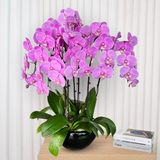 Classic (6 Single Stem) - Orchid Phalaenopsis
