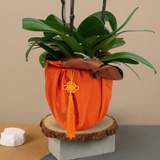 Rare Trove (3 Single Stem) - Orchid Phalaenopsis