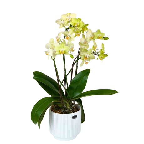 Orchid Grace (3 Single Stem) - Mini Orchid Phalaenopsis
