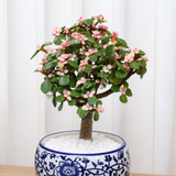 Jade Plant (Money Plant) in Ceramic Pot