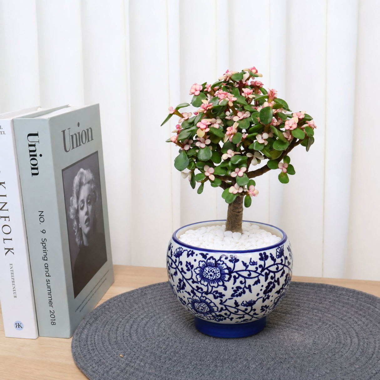 Jade Plant (Money Plant) in Ceramic Pot