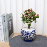 Jade Plant (Money Plant) in Ceramic Pot