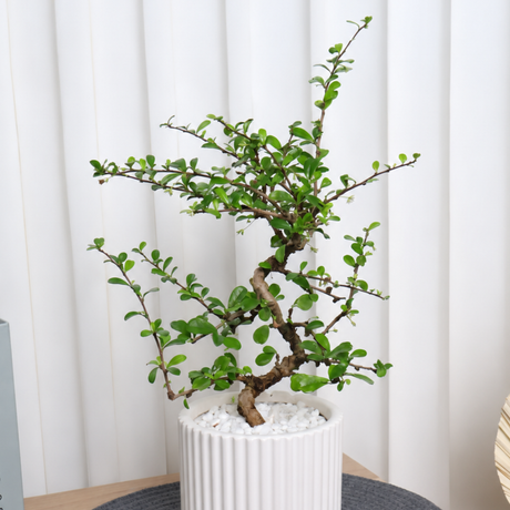 Malpighia Coccigera (Singapore Holly) in Ceramic Pot