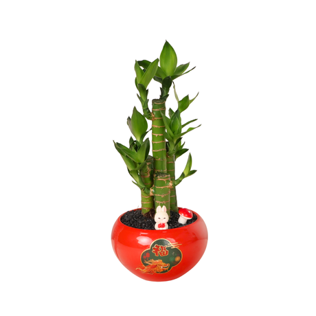 Lucky Bamboo Plant in Red Ceramic Pot (Assorted)