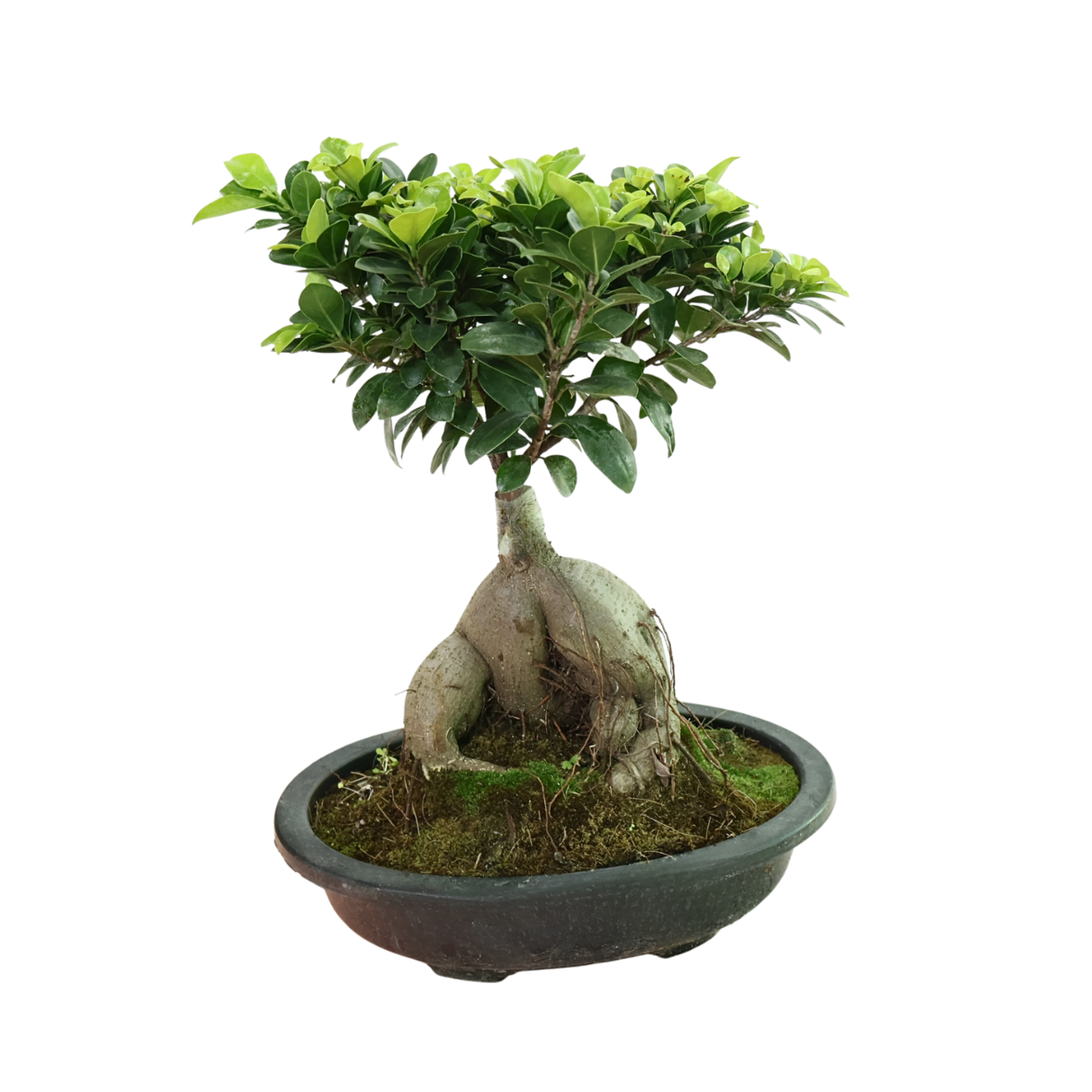 Ficus Ginseng Bonsai