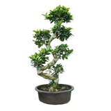 Ficus Ginseng Bonsai S