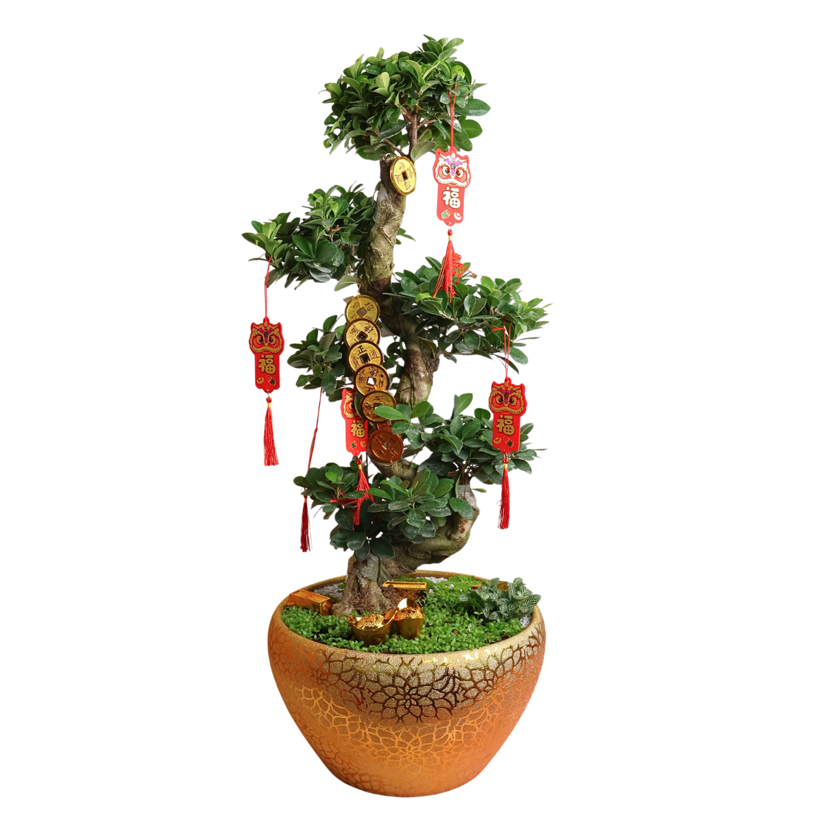 Ficus Ginseng Bonsai S - CNY Plant