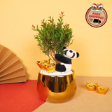 Prosper Thrive - CNY Plant