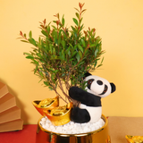 Prosper Thrive - CNY Plant