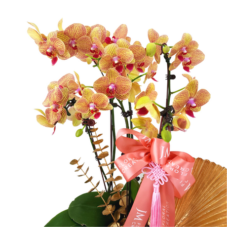 prosperity-cheers Phalaenopsis Plant Arrangement Singapore