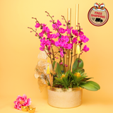 Prosperity Garden (3 Double Stalks) - Orchid Phalaenopsis