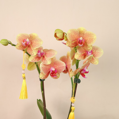 Prosperity Petal (1 Double Stalk) - Orchid Phalaenopsis