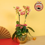 Prosperity Petal (1 Double Stalk) - Orchid Phalaenopsis