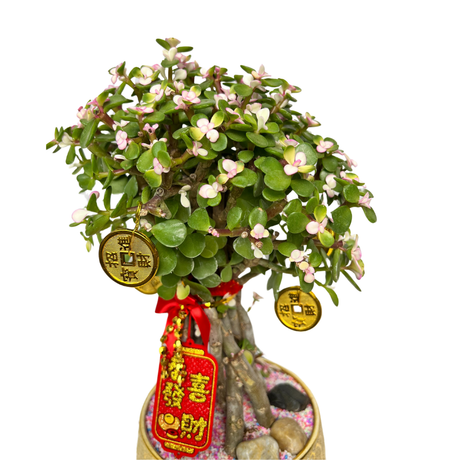 Prosperity Tradition (Jade Plant 玉树)- CNY Plant