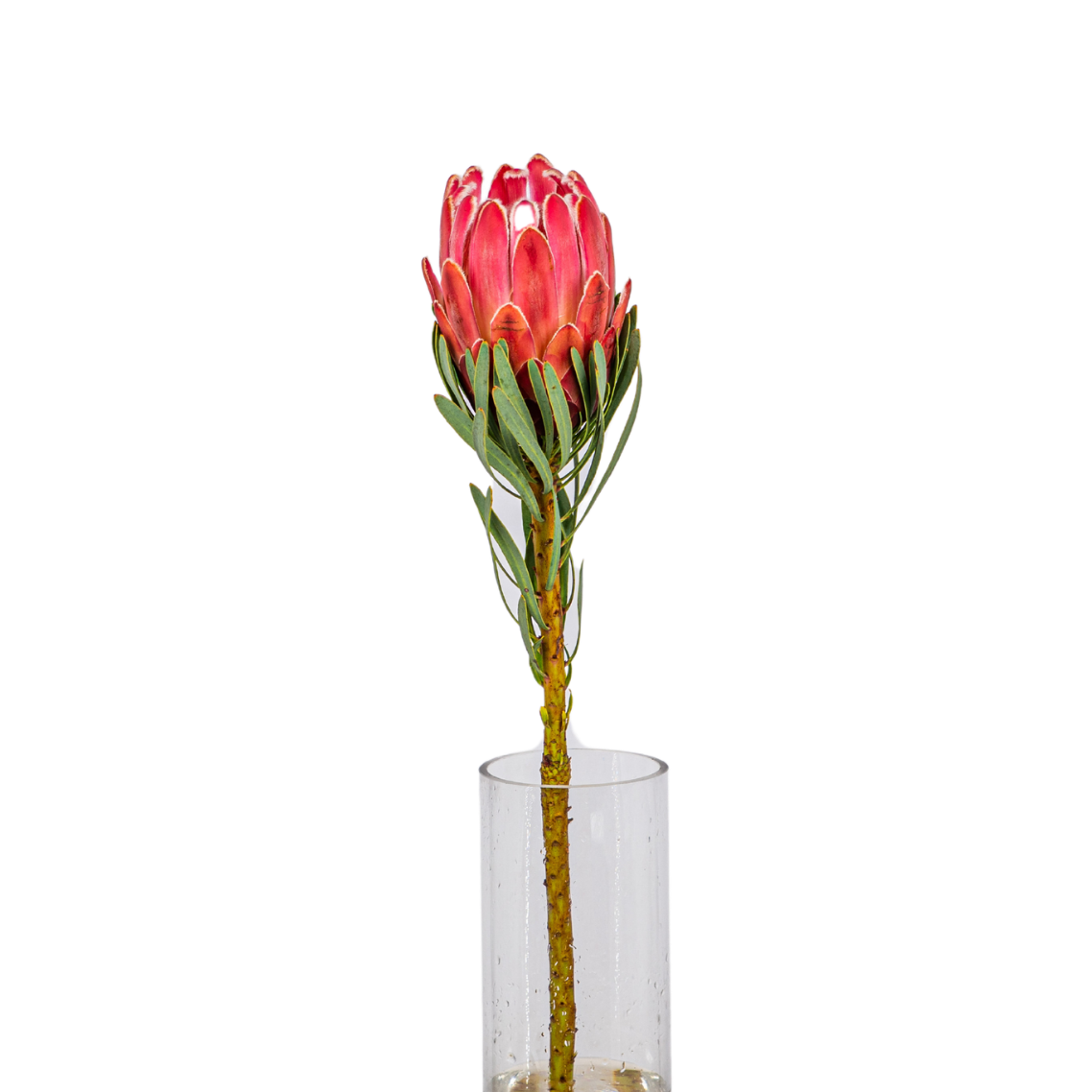 Protea Venus (South Africa)