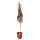 Cherry Blossom Plant 桃花