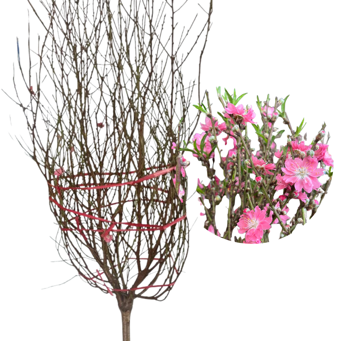 Cherry Blossom Plant 桃花