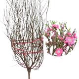 Cherry Blossom Plant 桃花
