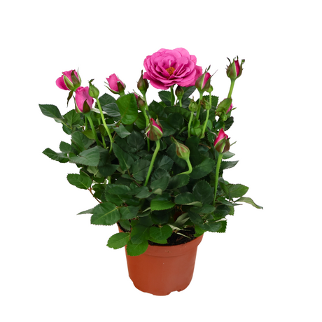 Mini Rose Plant 10.5cm Pot