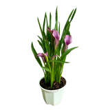 Calla Lily Plant 15cm Pot