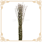 Pussy Willow Color 1.2m (银柳)